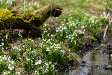 early spring snowflake flowers