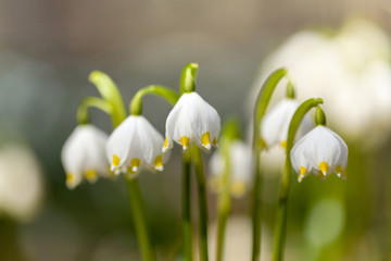 early spring snowflake flowers