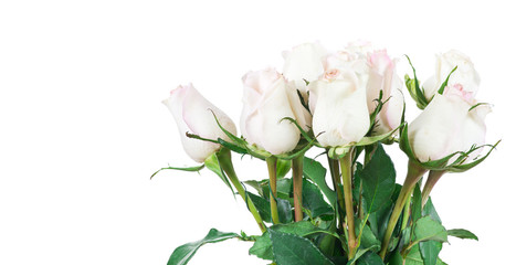 Fototapeta na wymiar rose isolated on white background