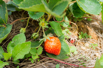 Fresh organic strawberry on the vine
