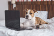 American staffordshire terrier dog lying on the bed in front of a laptop