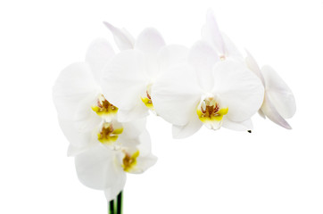 Naklejka na ściany i meble White orchid isolated on white