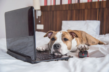 Tired american staffordshire terrier dog lying on the bed in front of a laptop