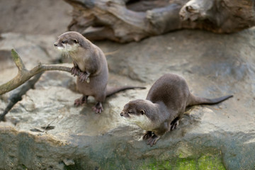 European otter (Lutra lutra)