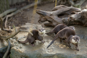 European otter (Lutra lutra)