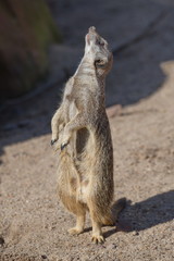 Portrait of playful and curious suricates in a small open resort