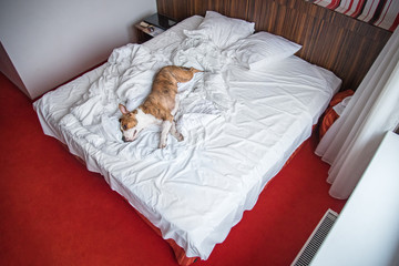 American staffordshire terrier dog sleeping on the big humans bed