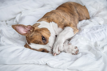 American staffordshire terrier dog having fun on the bed