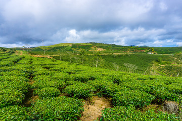 Fototapeta na wymiar Tea plantation 