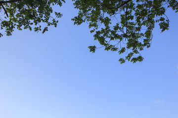 Landscape blue sky (Use branch as picture frame)
