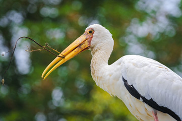 Adult Yellow-billed stork (Mycteria ibis) builds a nest