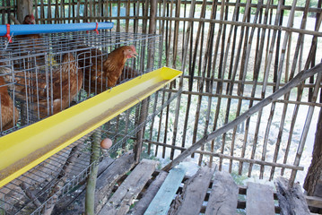Fototapeta na wymiar Chicken in the farm