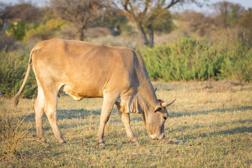 Naklejka na ściany i meble Cow In Field
