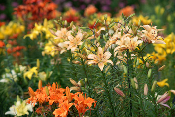  Lilium - lily  © 7monarda