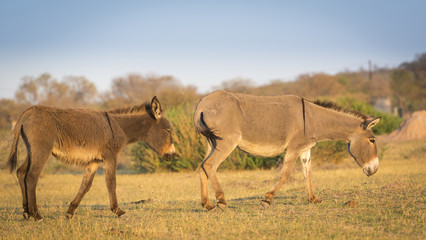 Donkey in Africa