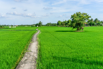 Lonely road in field
