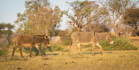 Naklejka na ściany i meble Donkey in Botswana