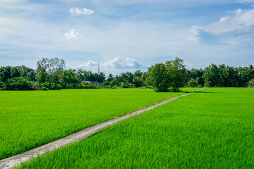 Lonely footpath in large field
