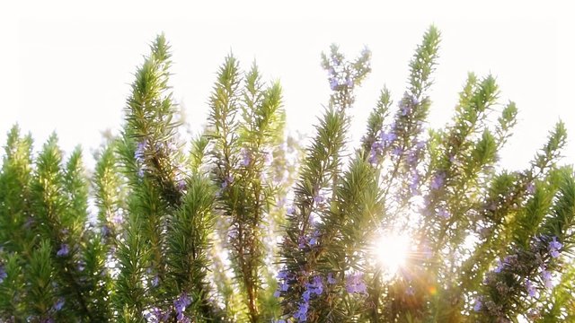 Rosemary bush bending in the wind and sun