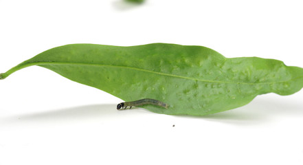 Tortricidae caterpillar on privet  ( Cacoecia   Archips  Tortrix )  - obrazy, fototapety, plakaty