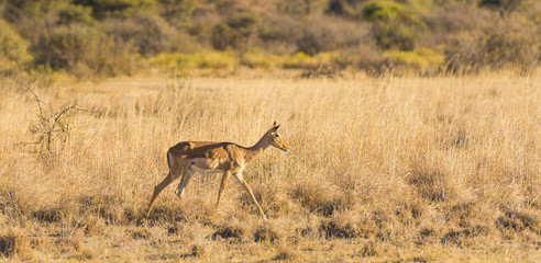 Impala Africa