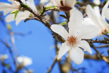 Magnolienblüten vor blauem Himmel