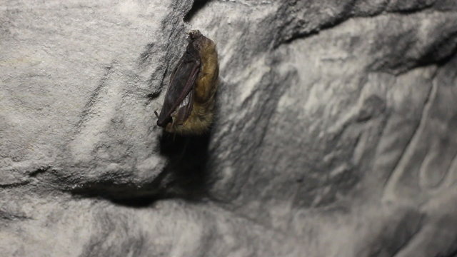 Bat in hibernating hanging from ceiling in old tunnels. It hid ears under arms
