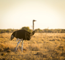 Ostrich At Sunset
