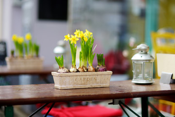 Daffodil flowers blossoming on the table in an outdoor cafe