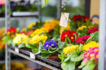 Beautiful colorful flowers sold in outdoor flower shop