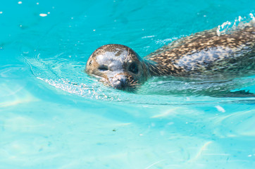 Obraz premium Closeup headshot of north atlantic harbor seal
