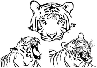 Tiger Tattoo Drawings - Black and White Illustrations, Vector