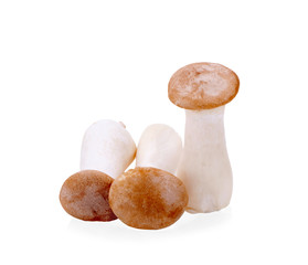 King Oyster mushroom (Eringi) on white backgroud.