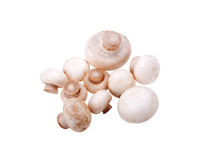 Champignon Isolated on White Background