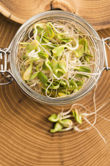 green young sunflower sprouts in the jar