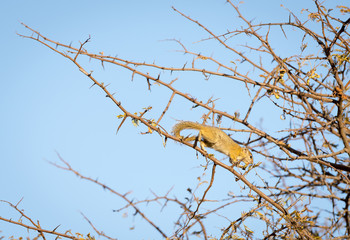 Tree Squirrel