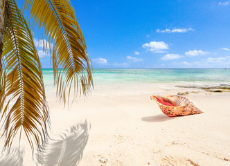 Fototapeta na wymiar palmes et coquillage sur plage de l'île Maurice 