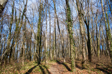 Obraz premium forest spring season in the sun