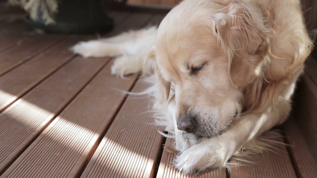 Dog playing with a stick