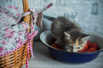 Fototapeta na wymiar Easter theme kitten sitting in large woven cup and saucer 