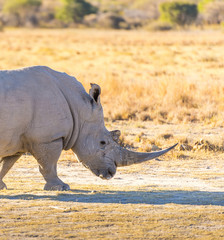 Obraz premium White Rhino