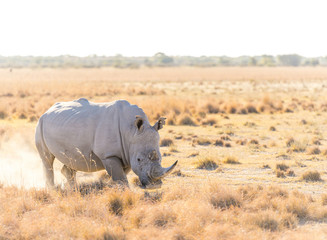 Obraz premium White Rhino Marking Territory
