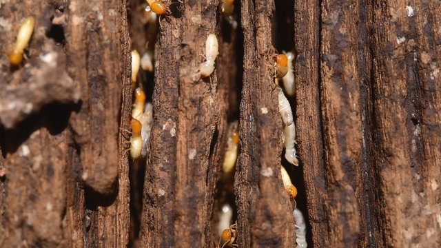 Close up of white ants or termites on decomposing wood