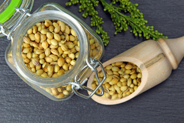 Coriander seeds on grey background with copy space.