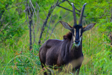 Rare seen Sable anthelope © Bernhard Bekker