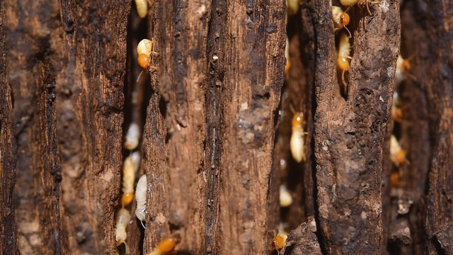 Close up of white ants or termites on decomposing wood