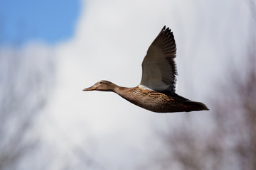 Mallard, Duck, Anas platyrhynchos