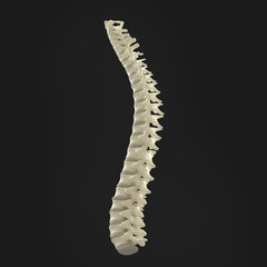 Spine showing vertebrae and bones isolated on background.