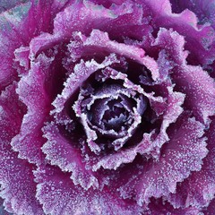 Ornamental decorative cabbage covered with a morning frost