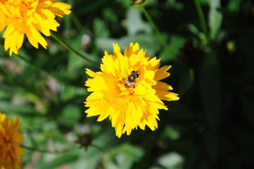 Honey bee on a Coreopsis flower.